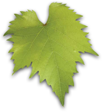 vine-leaf
